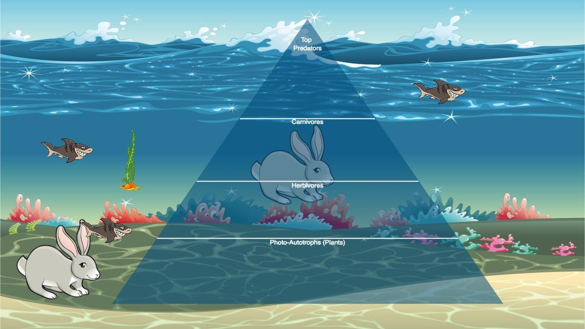 Ocean Ecological Pyramid