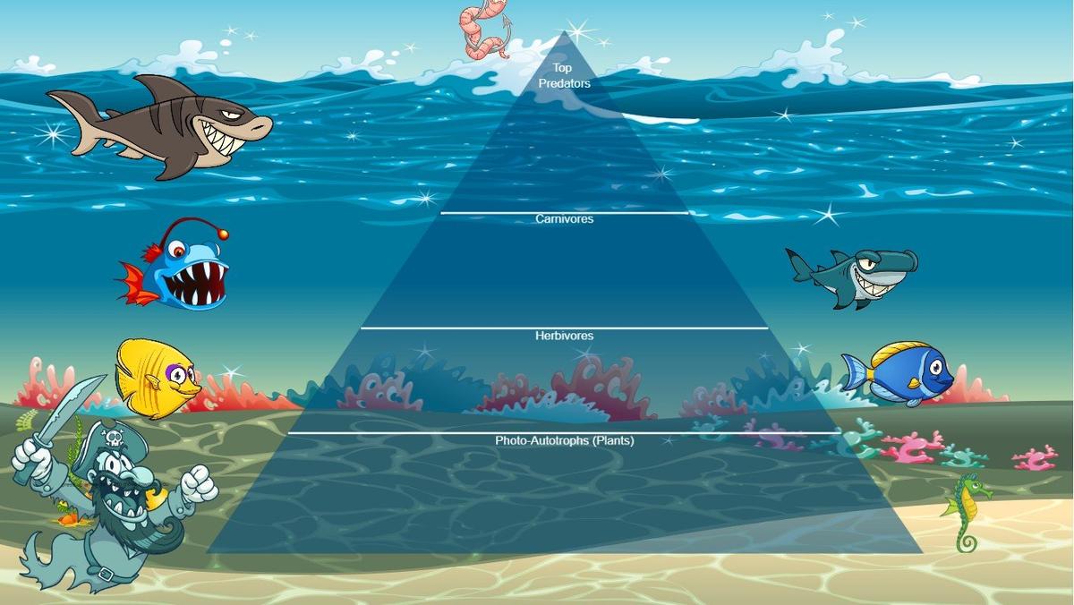 Ocean Ecological Pyramid