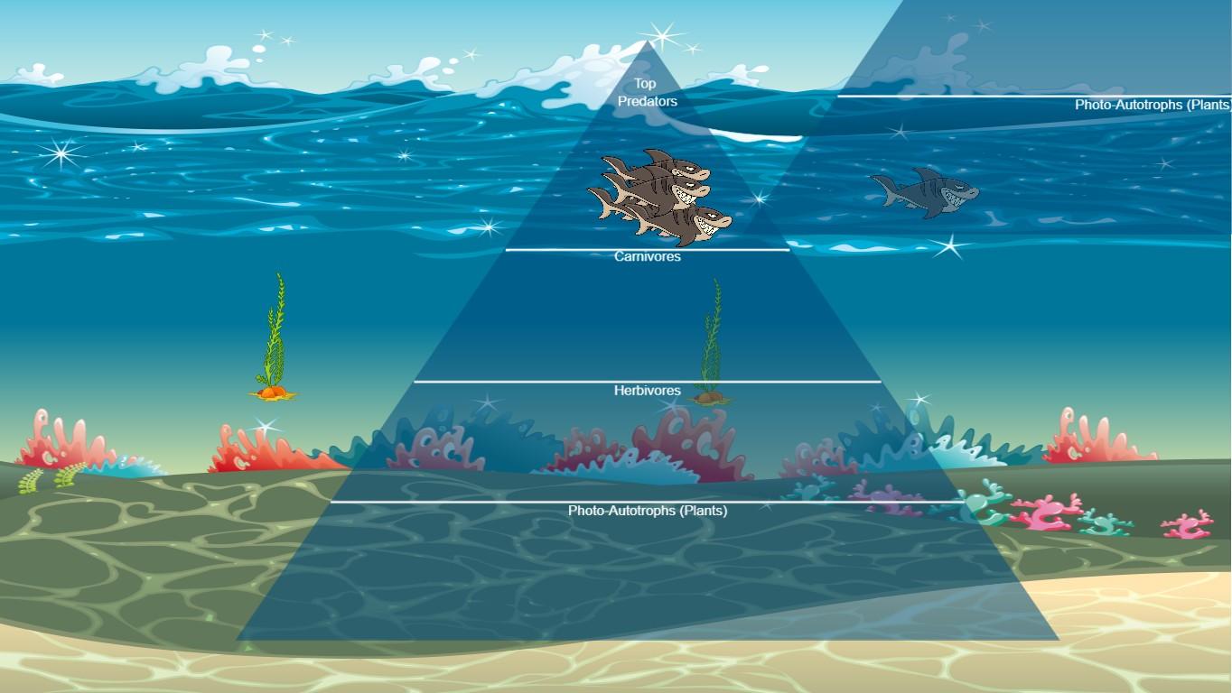 Ocean Ecological Pyramid