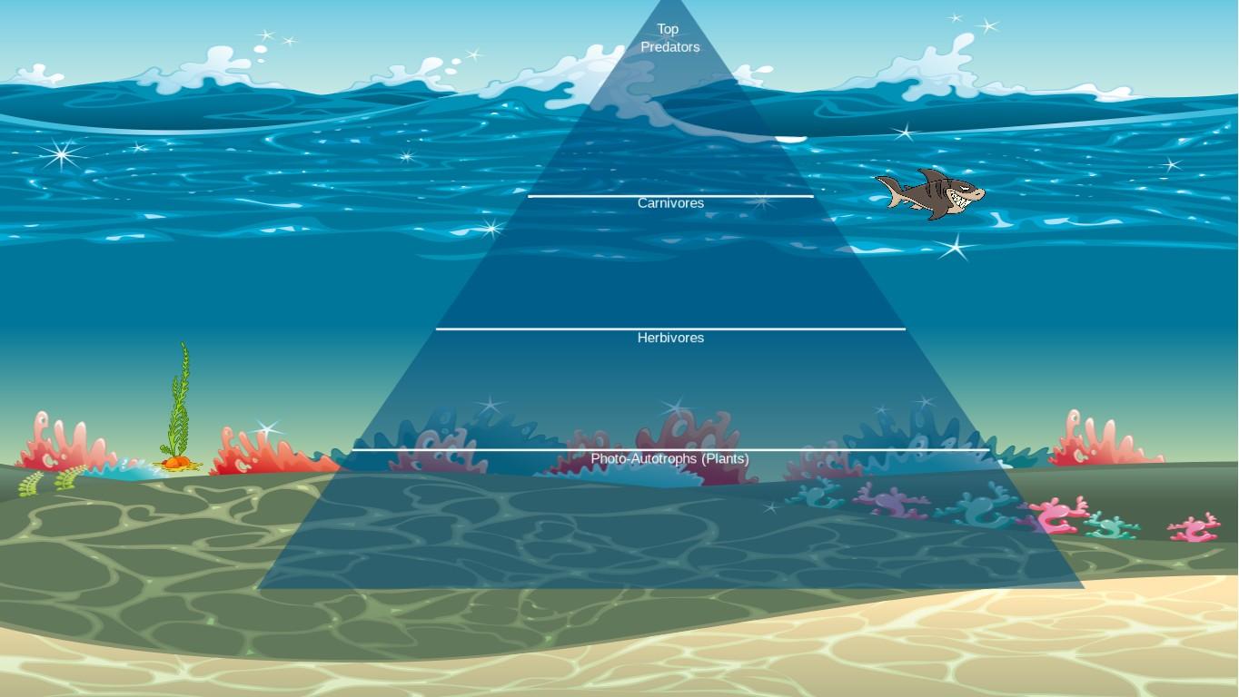 Ocean Ecological Pyramid