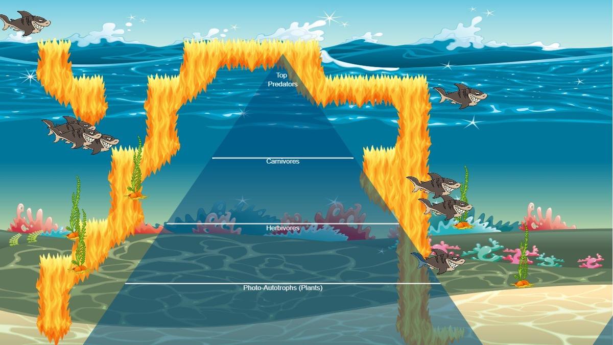 Ocean Ecological Pyramid