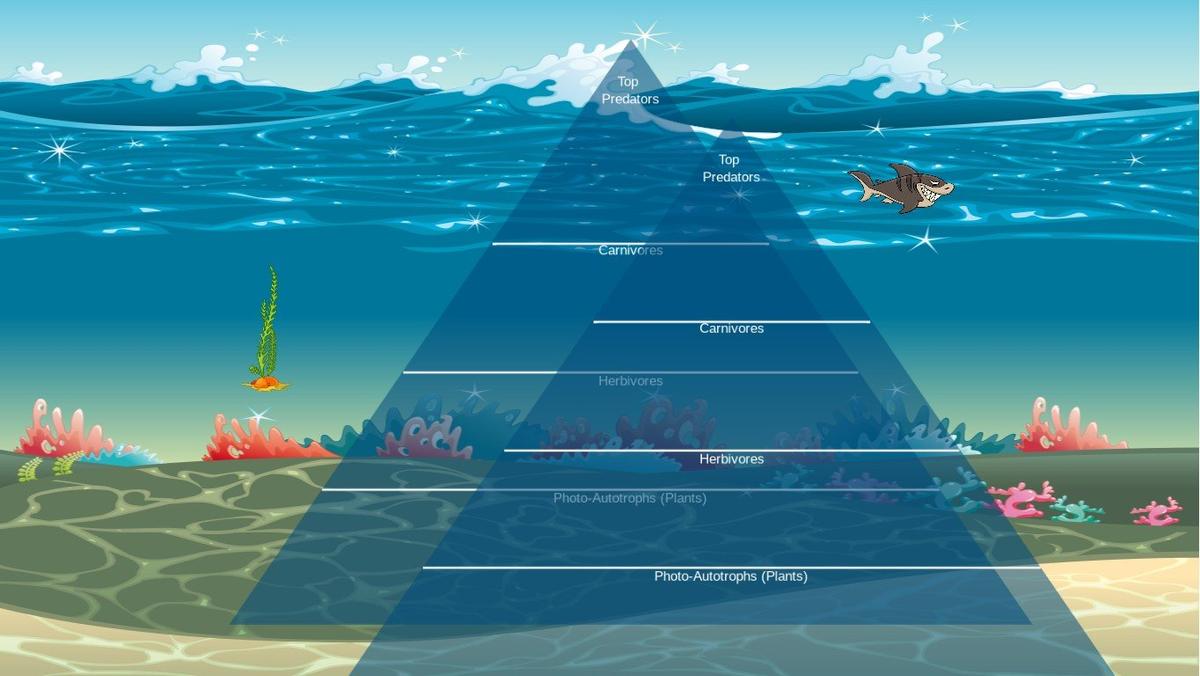 Ocean Ecological Pyramid