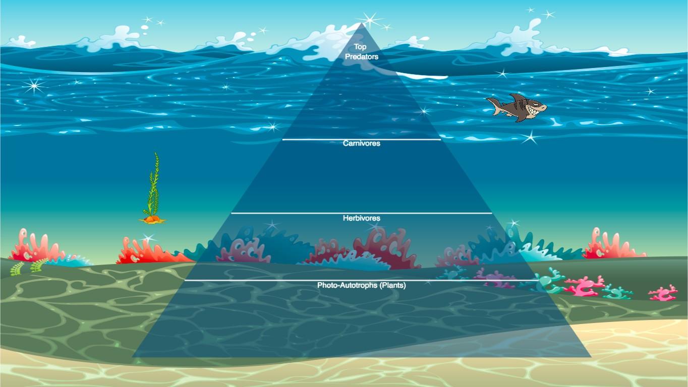 Ocean Ecological Pyramid