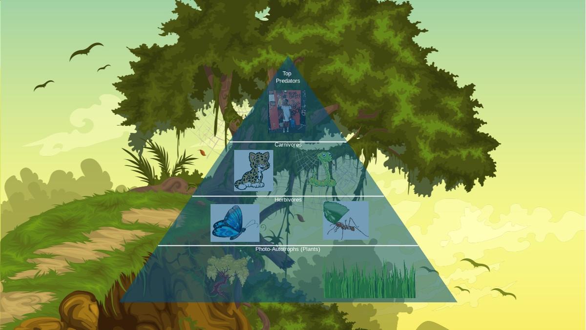 Ocean Ecological Pyramid