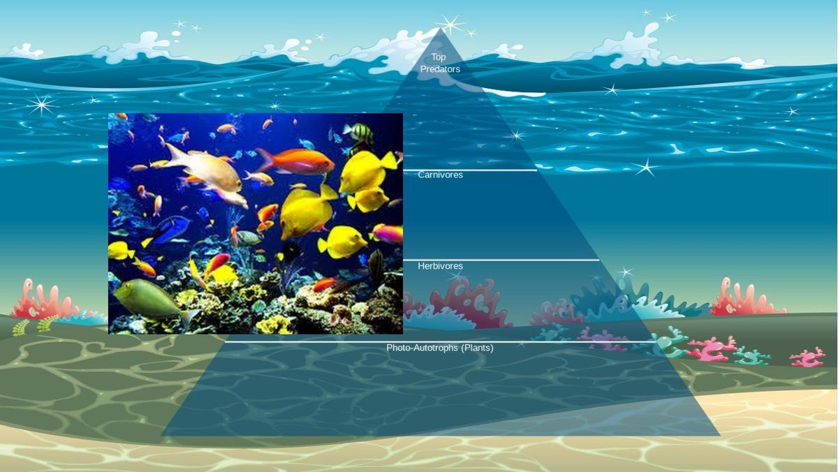 Ocean Ecological Pyramid