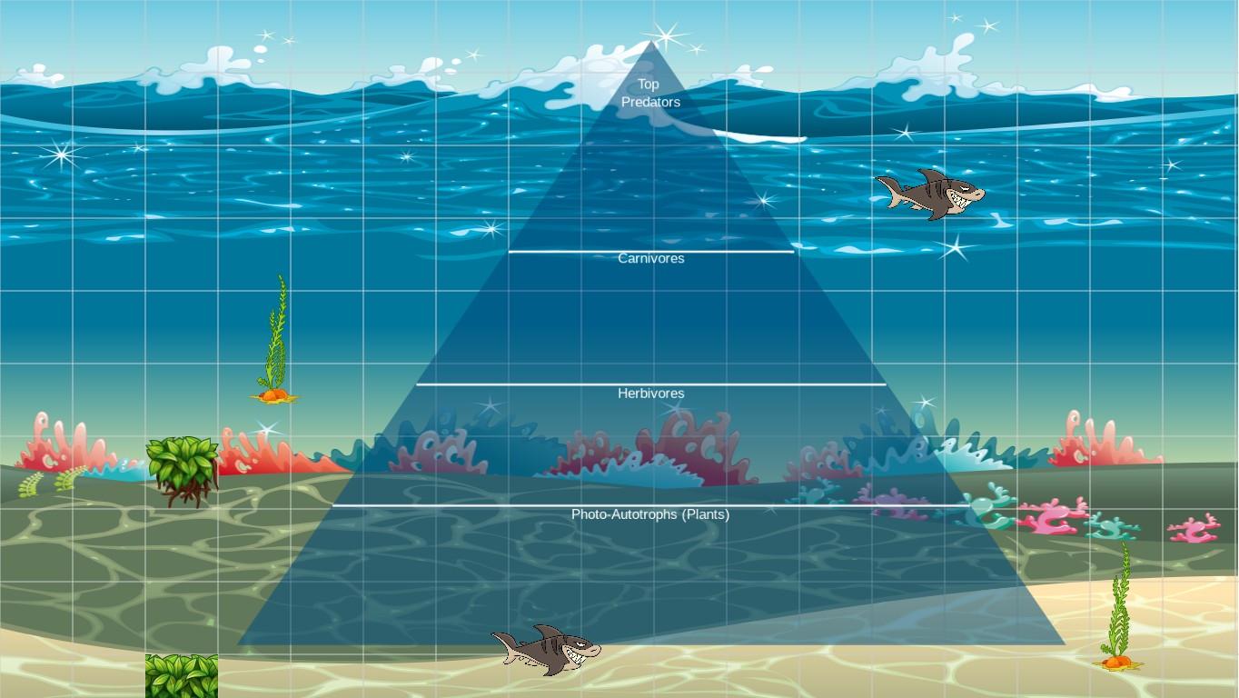 Ocean Ecological Pyramid