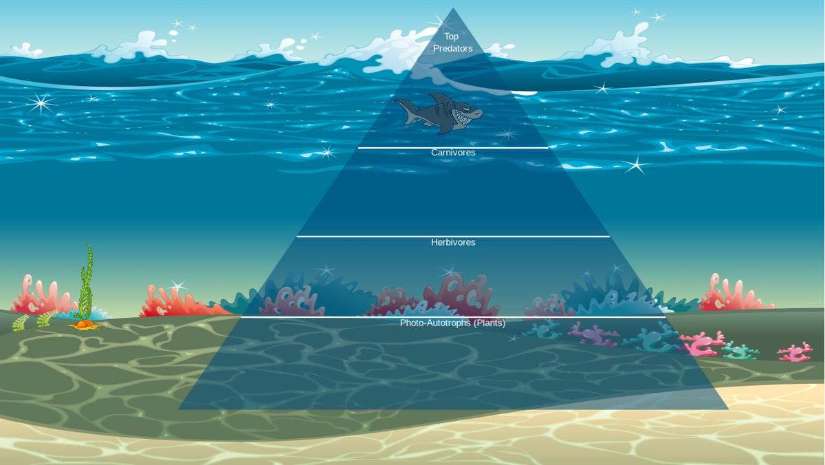 Ocean Ecological Pyramid