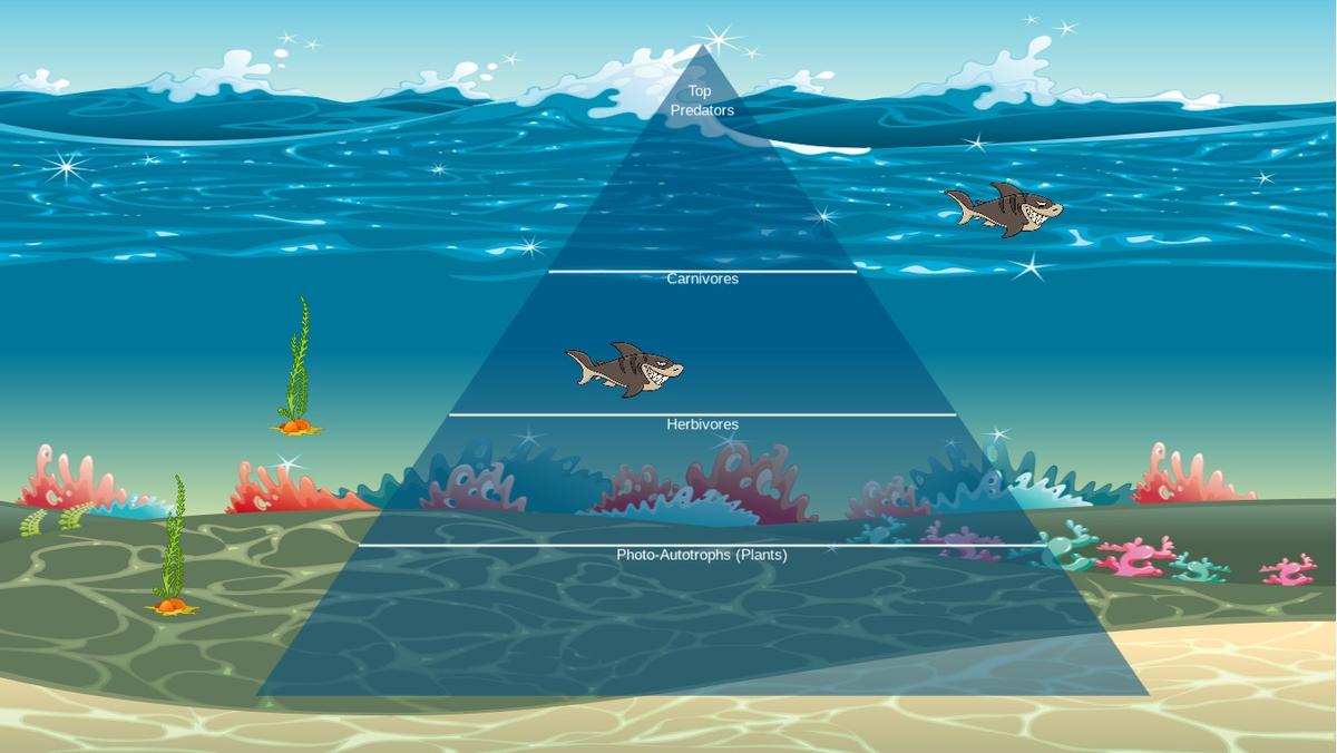 Ocean Ecological Pyramid