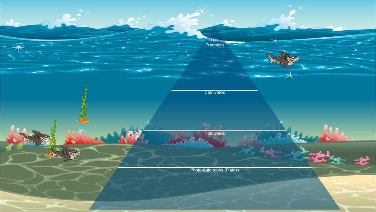 Ocean Ecological Pyramid