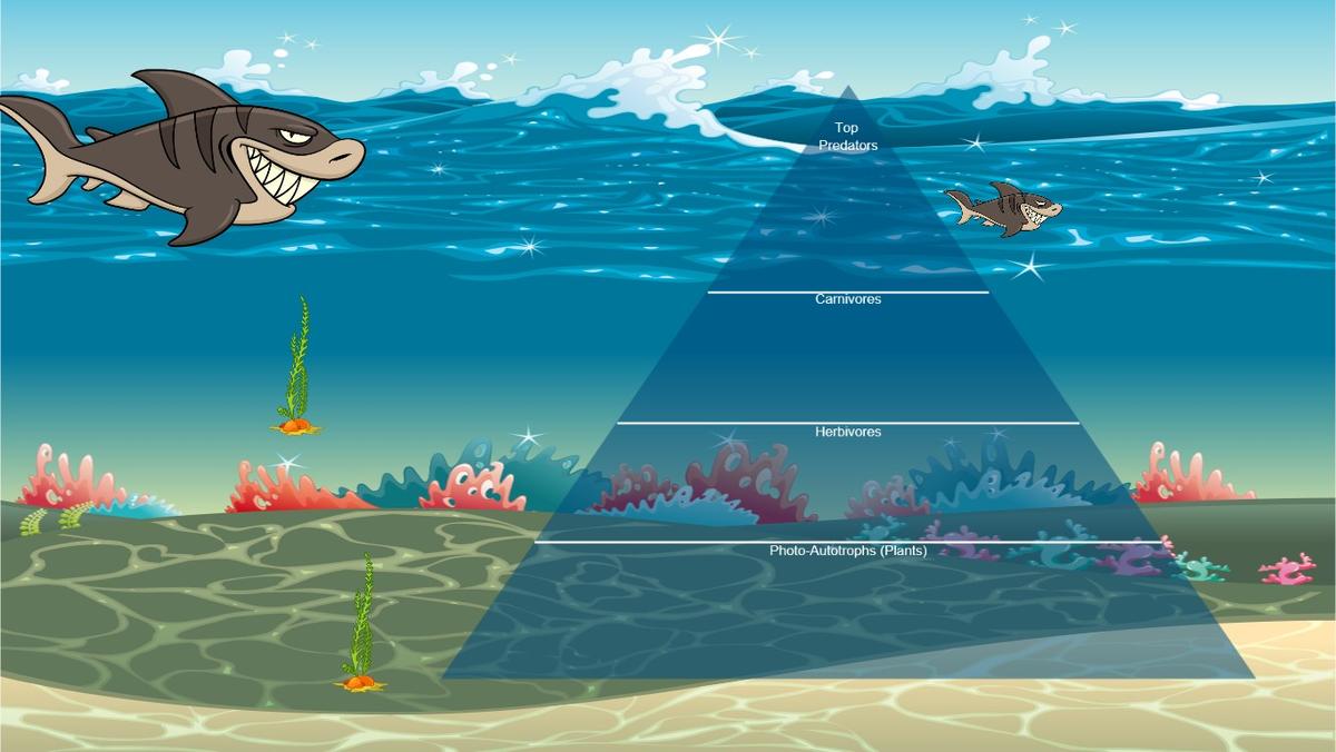 Ocean Ecological Pyramid