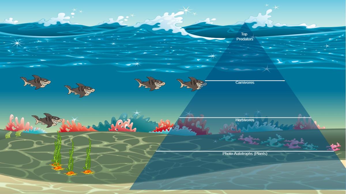 Ocean Ecological Pyramid