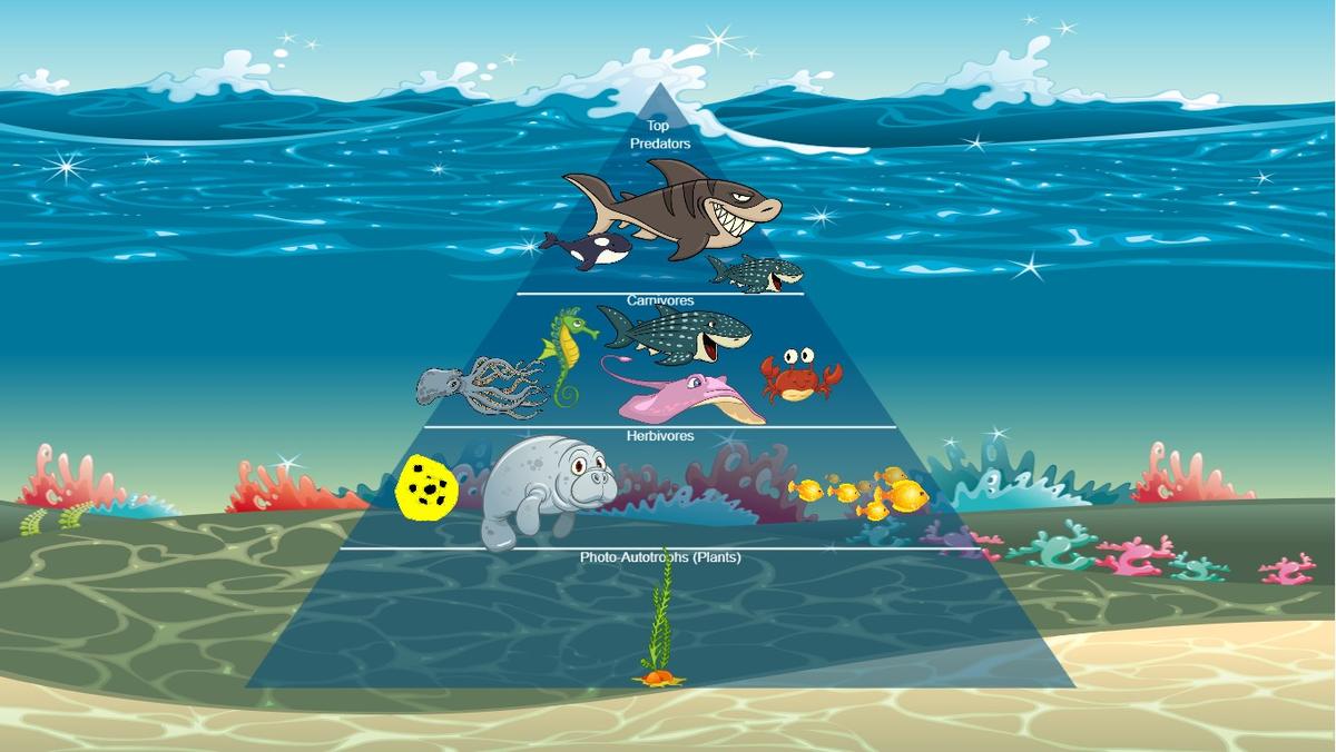 Ocean Ecological Pyramid