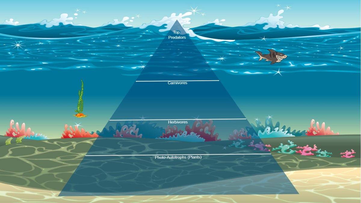 Ocean Ecological Pyramid