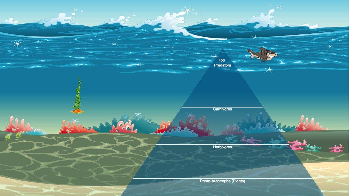 Ocean Ecological Pyramid