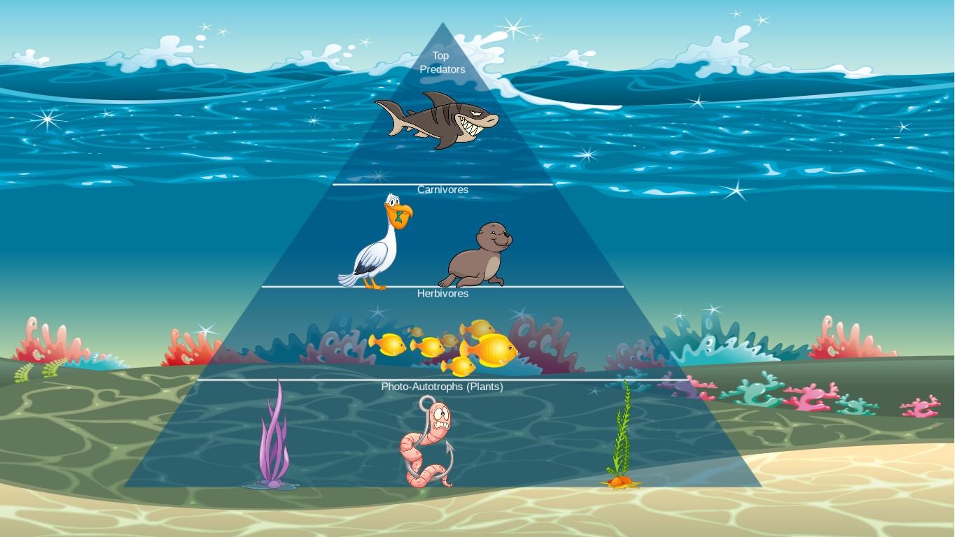 Ocean Ecological Pyramid