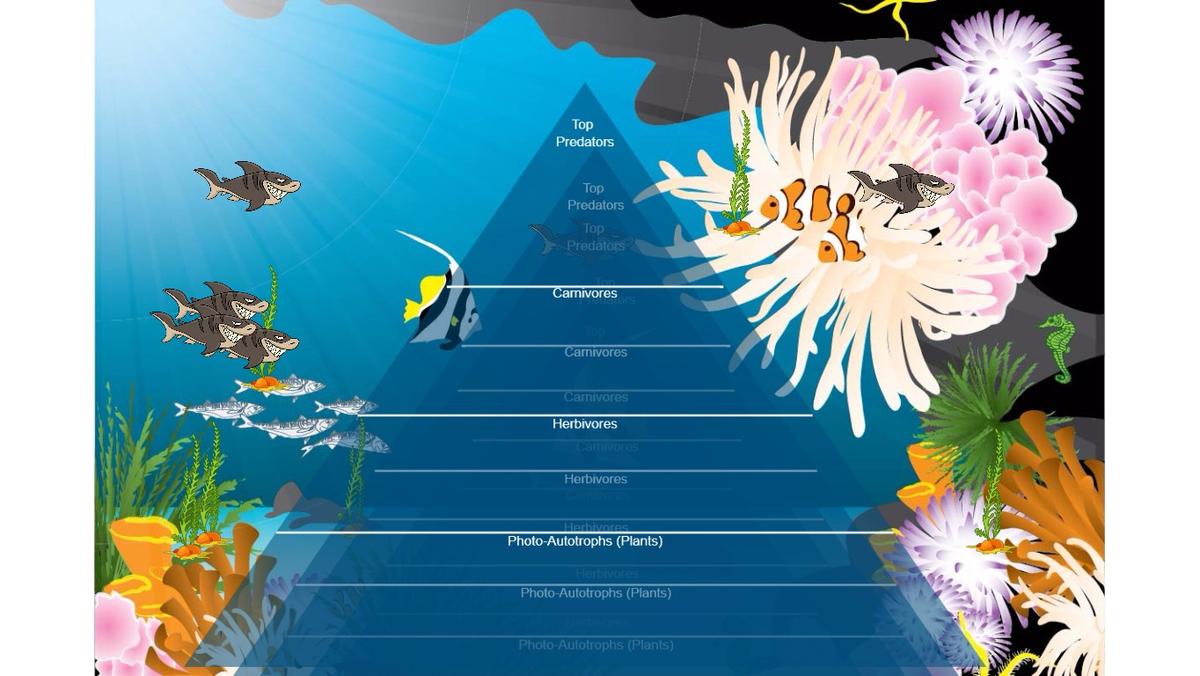 Ocean Ecological Pyramid