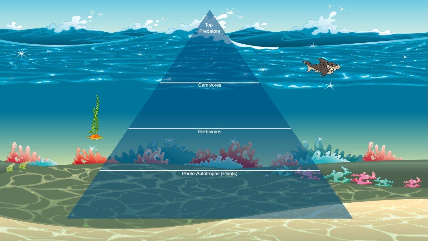 Ocean Ecological Pyramid