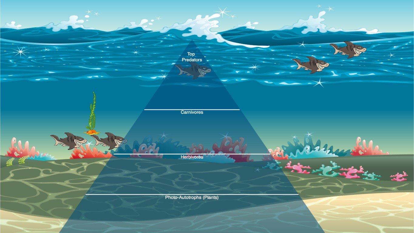 Ocean Ecological Pyramid