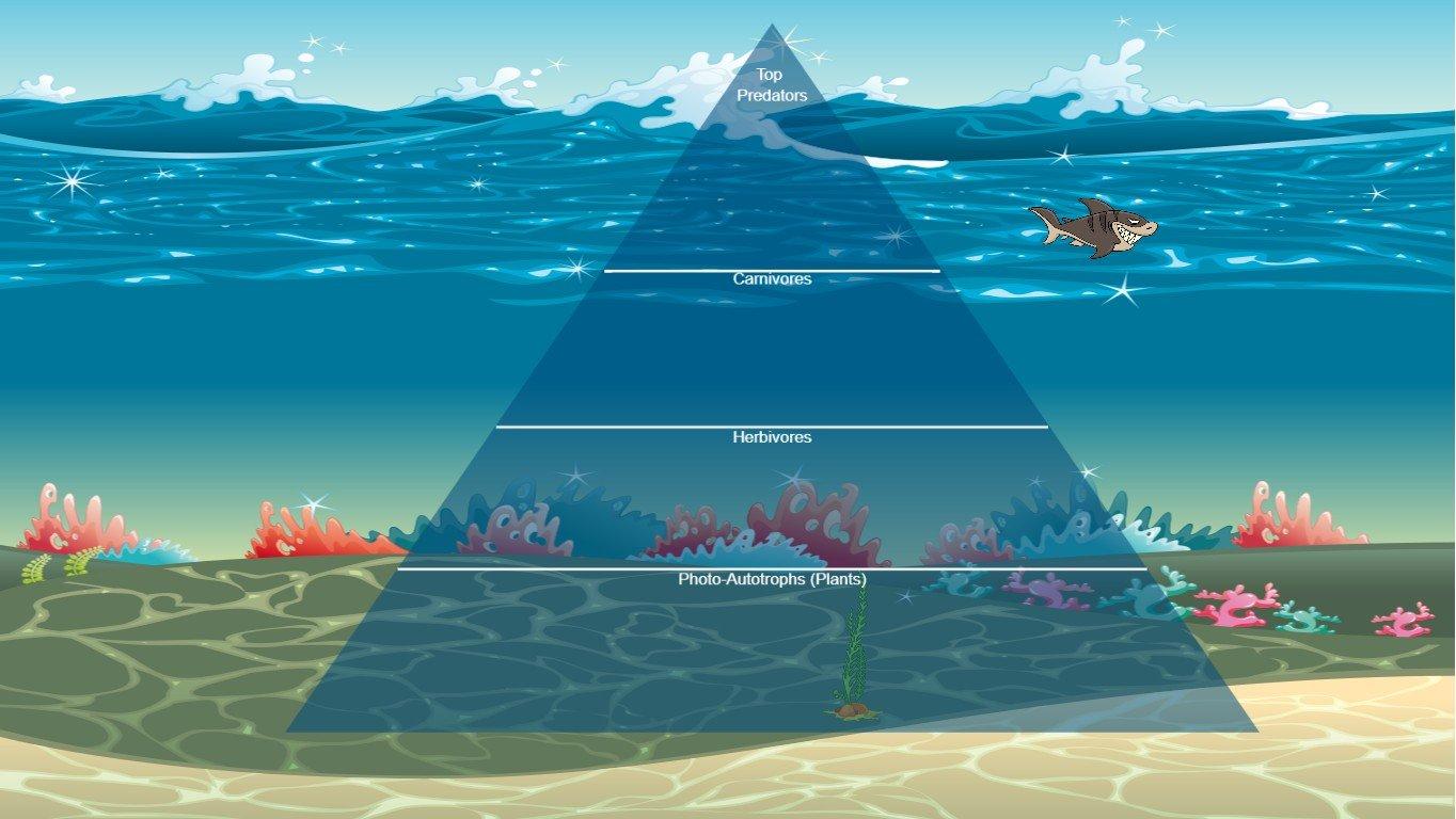 Ocean Ecological Pyramid