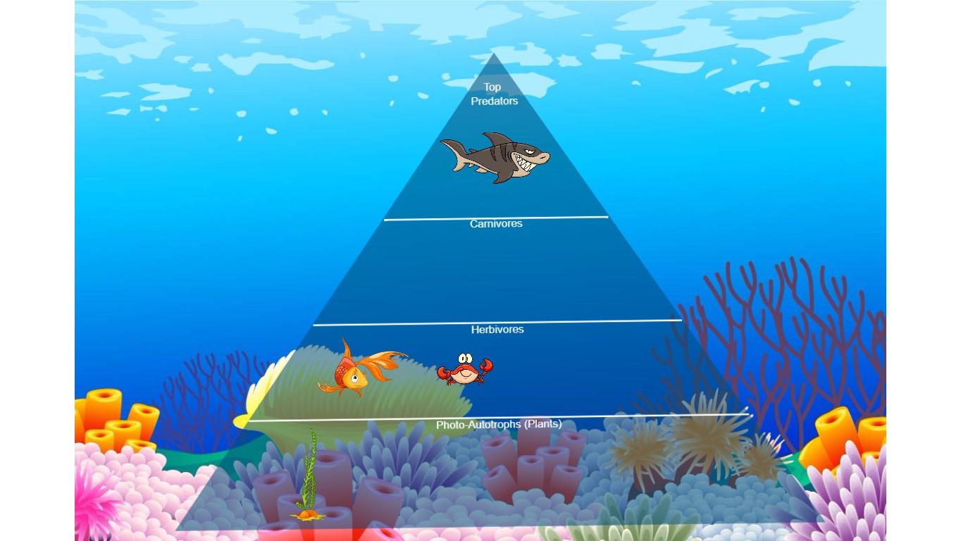 Ocean Ecological Pyramid