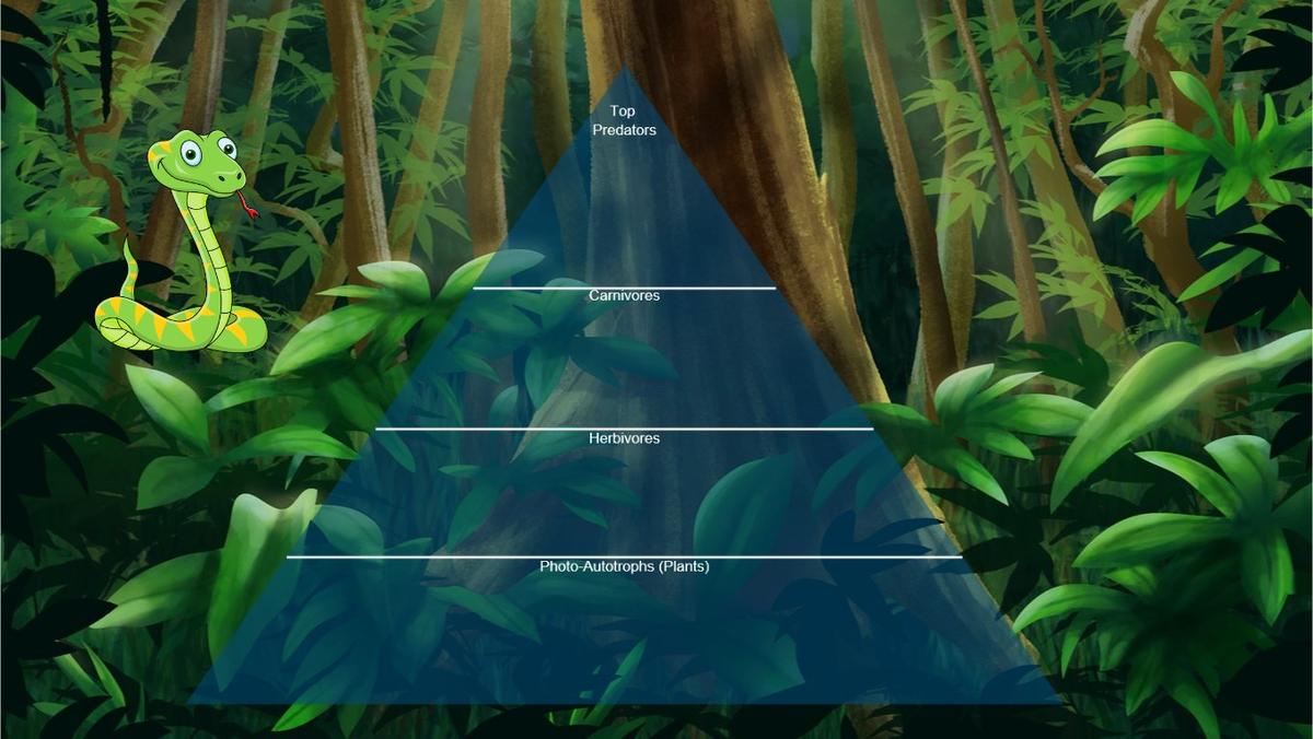 Ocean Ecological Pyramid