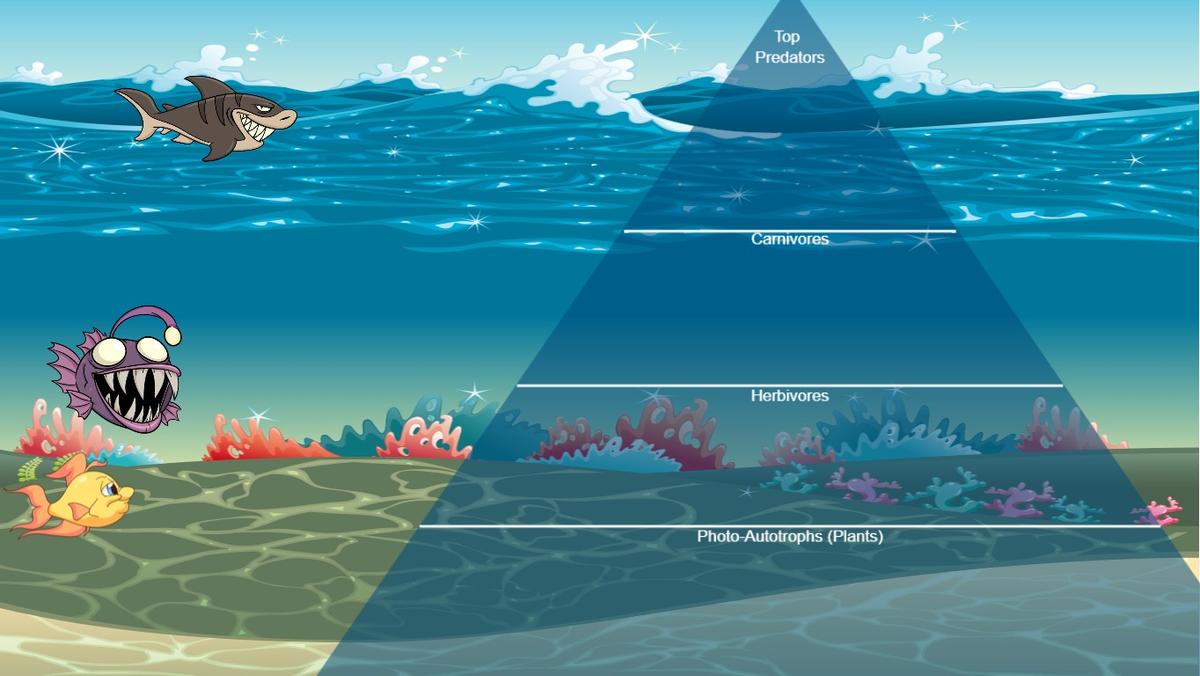 Ocean Ecological Pyramid