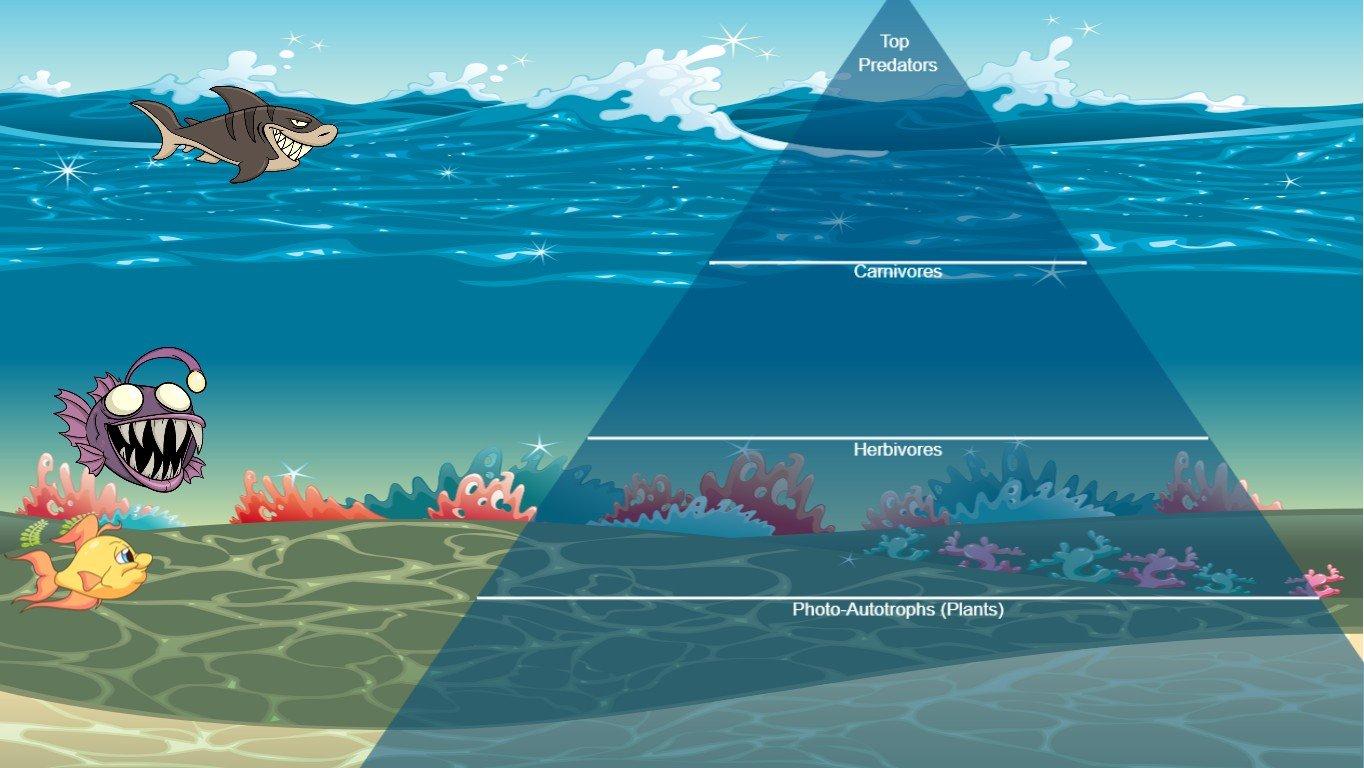 Ocean Ecological Pyramid