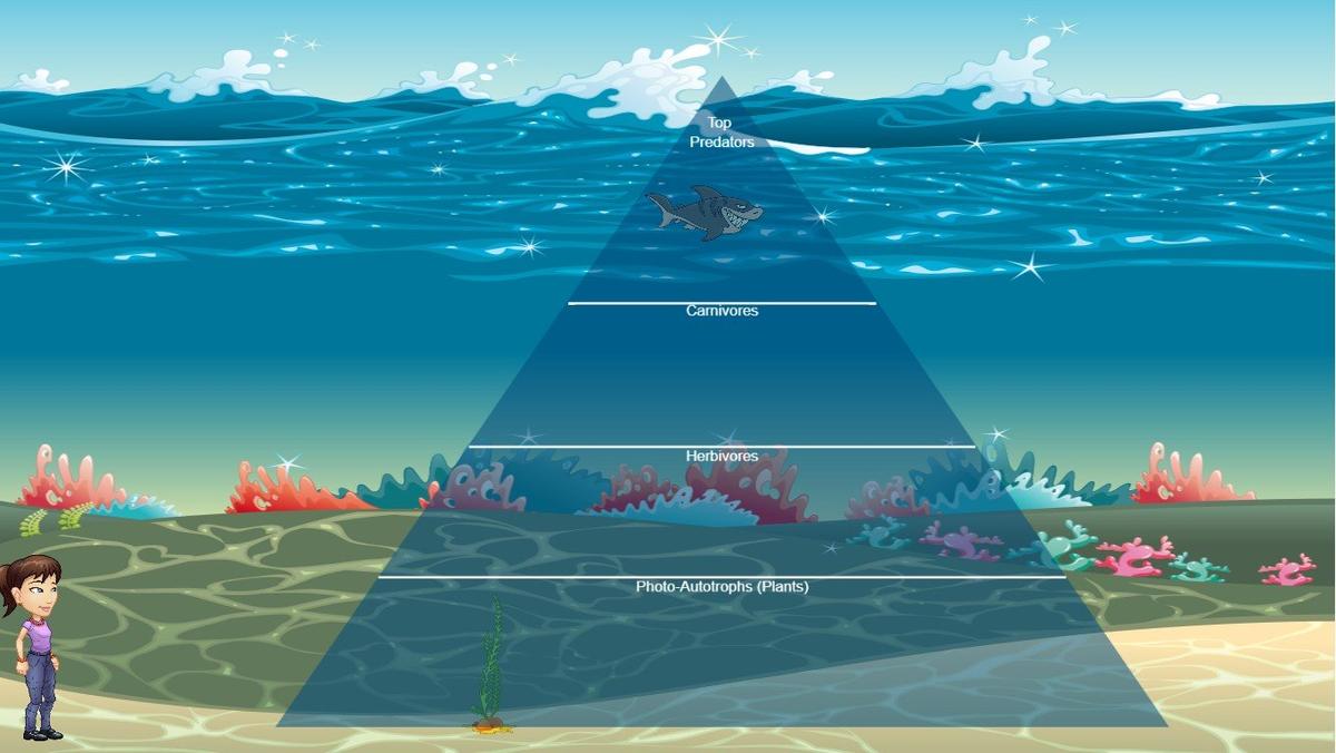 Ocean Ecological Pyramid