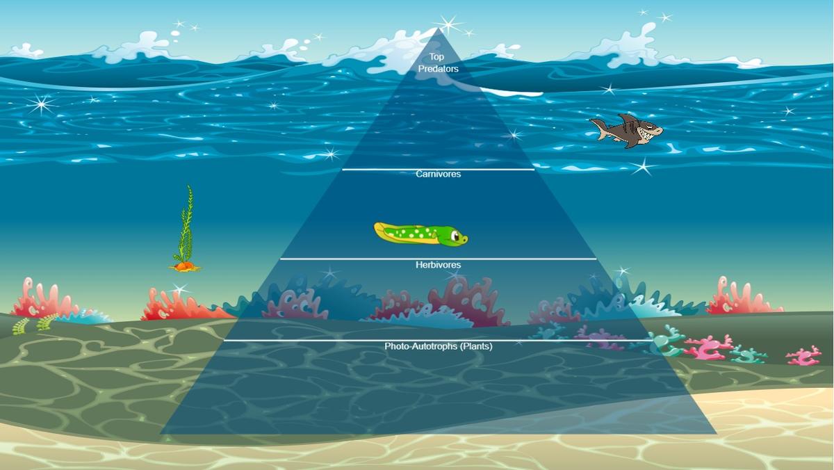 Ocean Ecological Pyramid