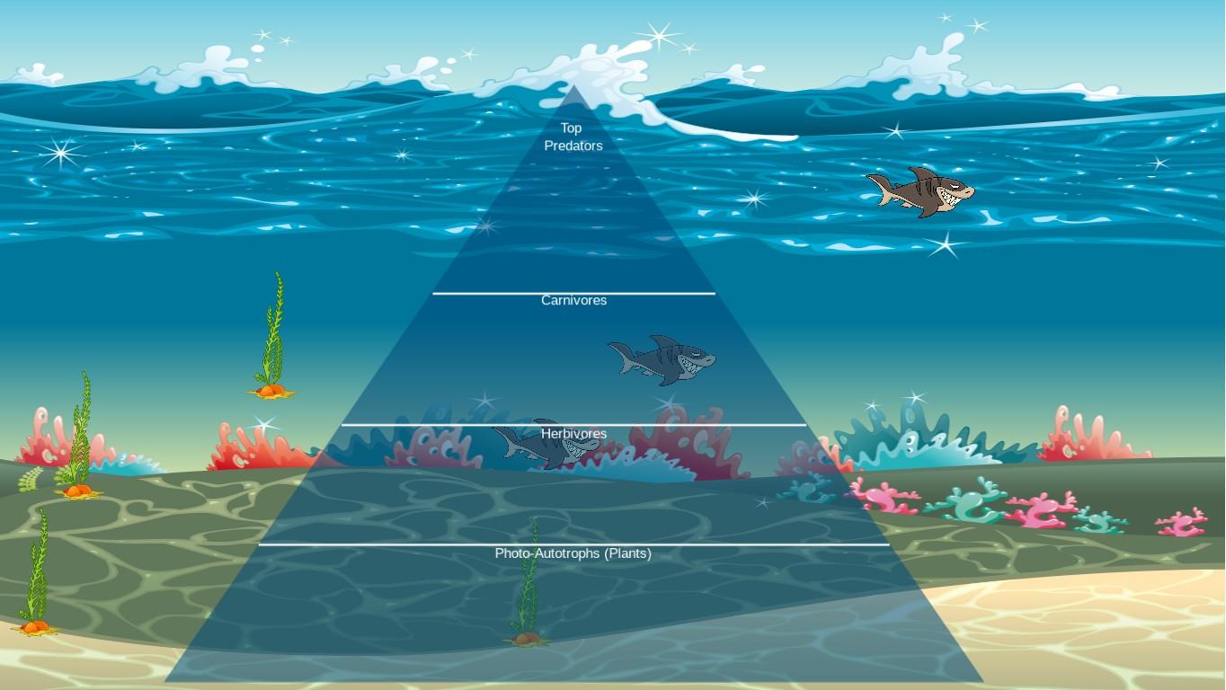 Ocean Ecological Pyramid