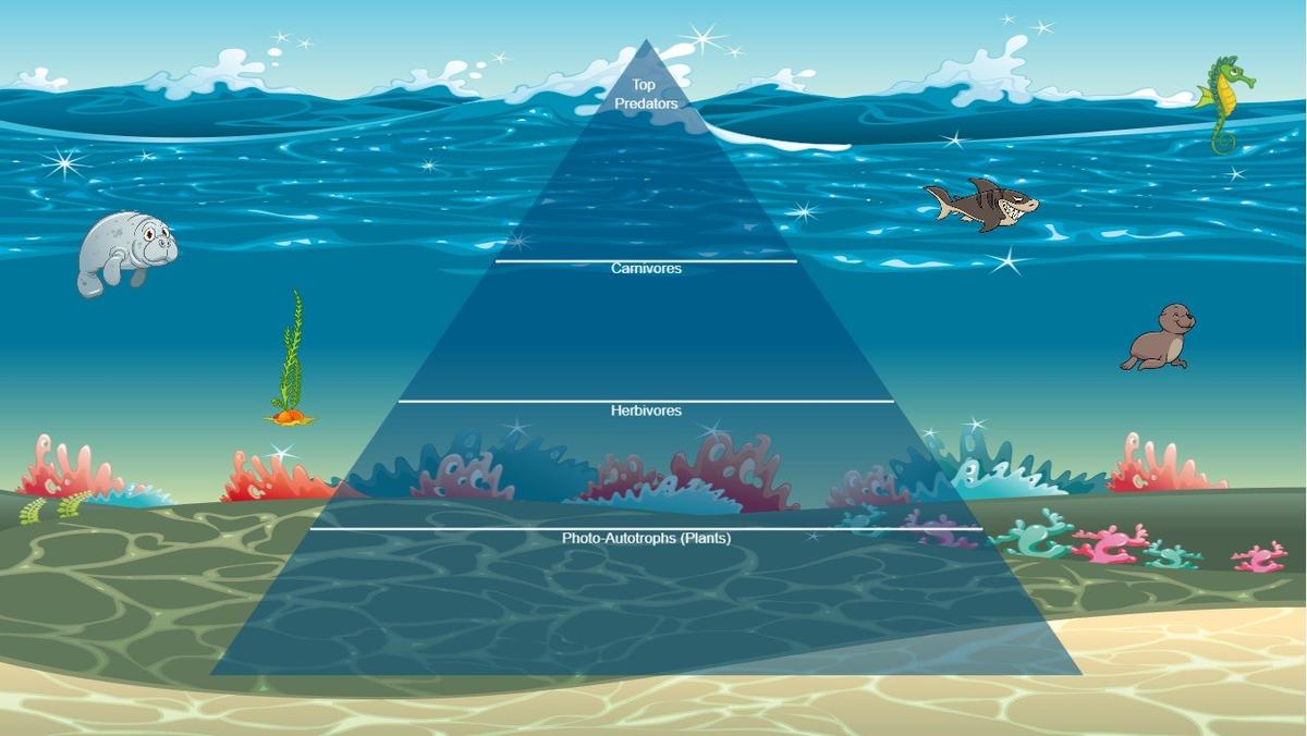 Ocean Ecological Pyramid