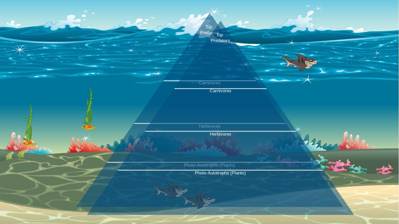 Ocean Ecological Pyramid