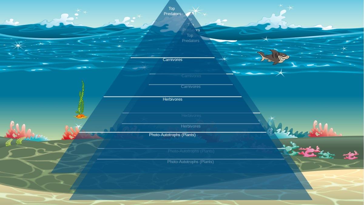 Ocean Ecological Pyramid