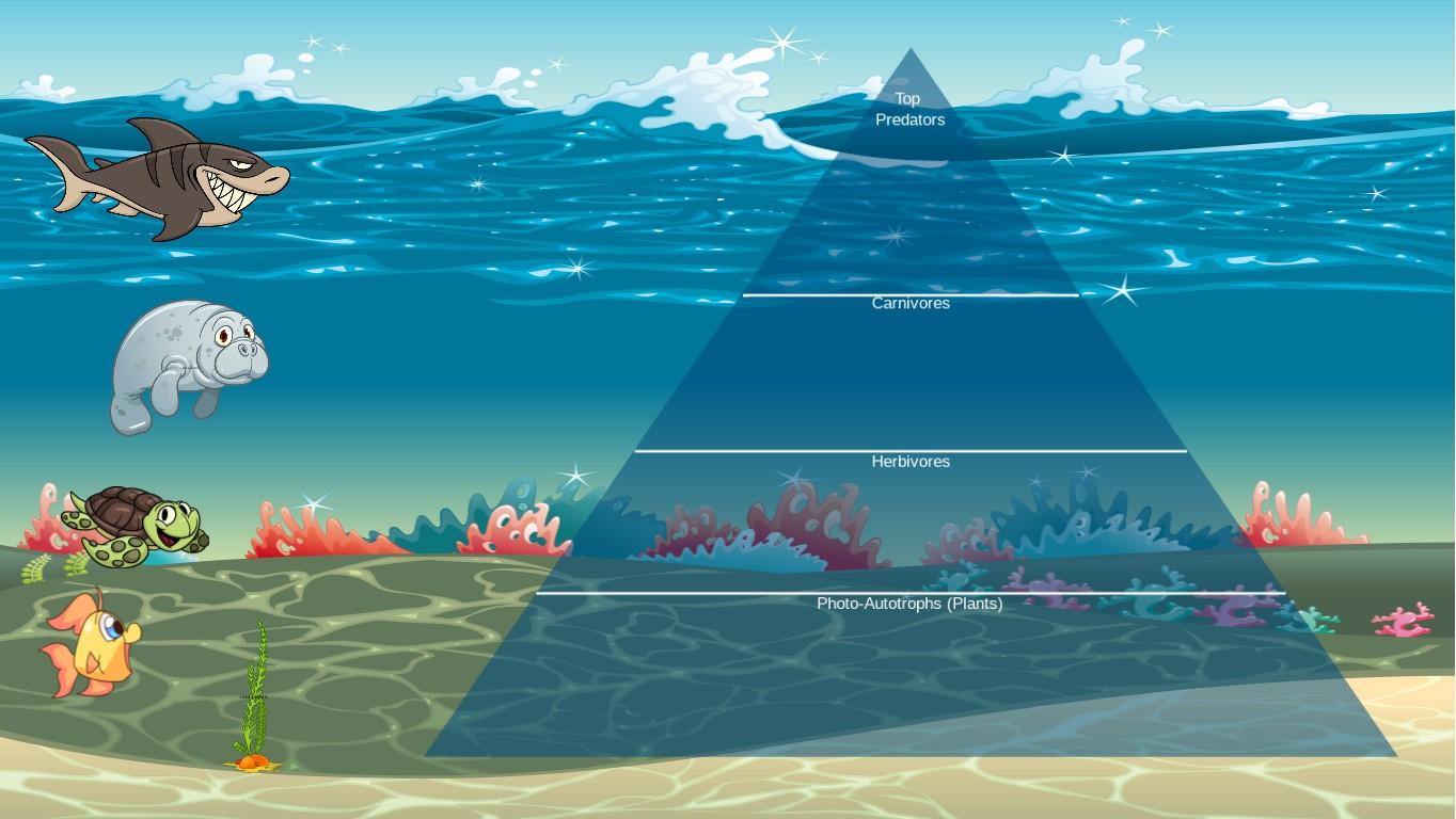 Ocean Ecological Pyramid Caggiano