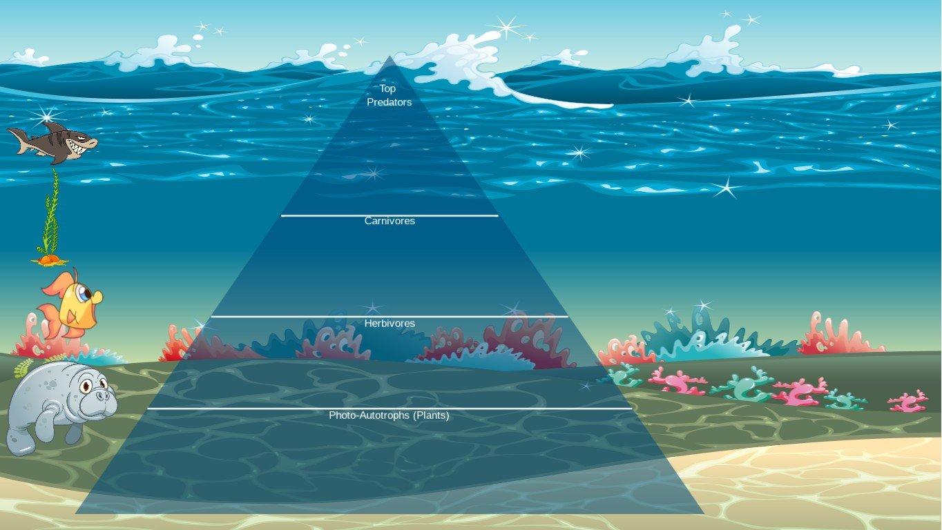 Ocean Ecological Pyramid Spina