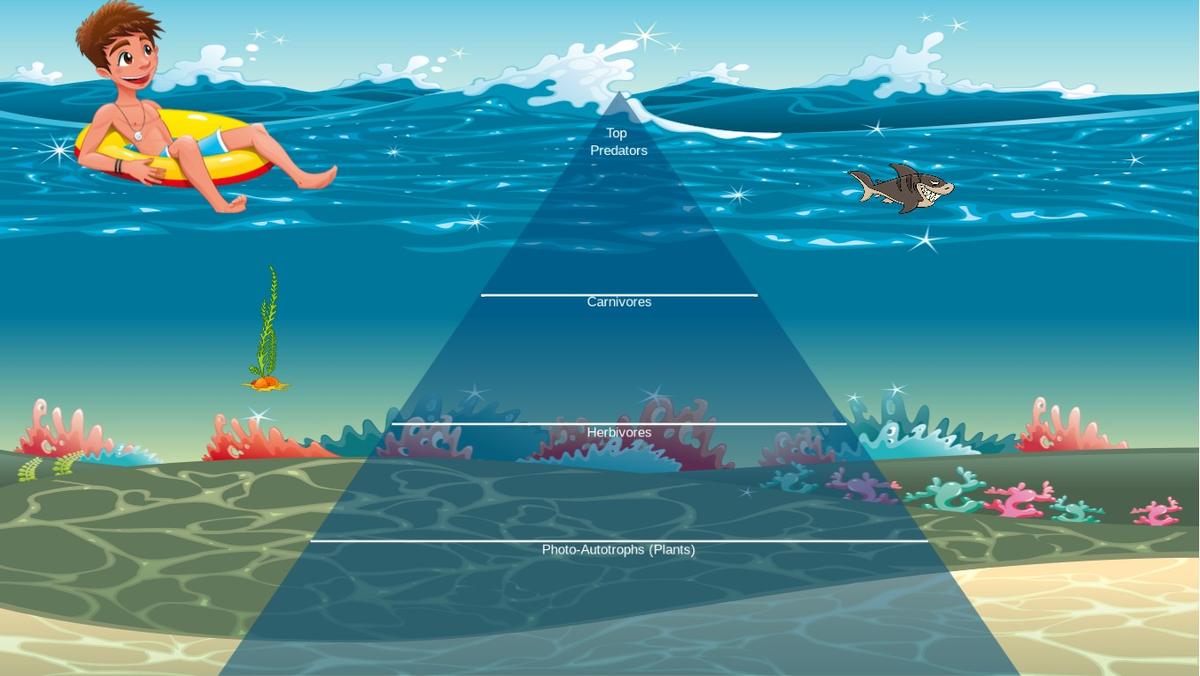 Ocean Ecological Pyramid