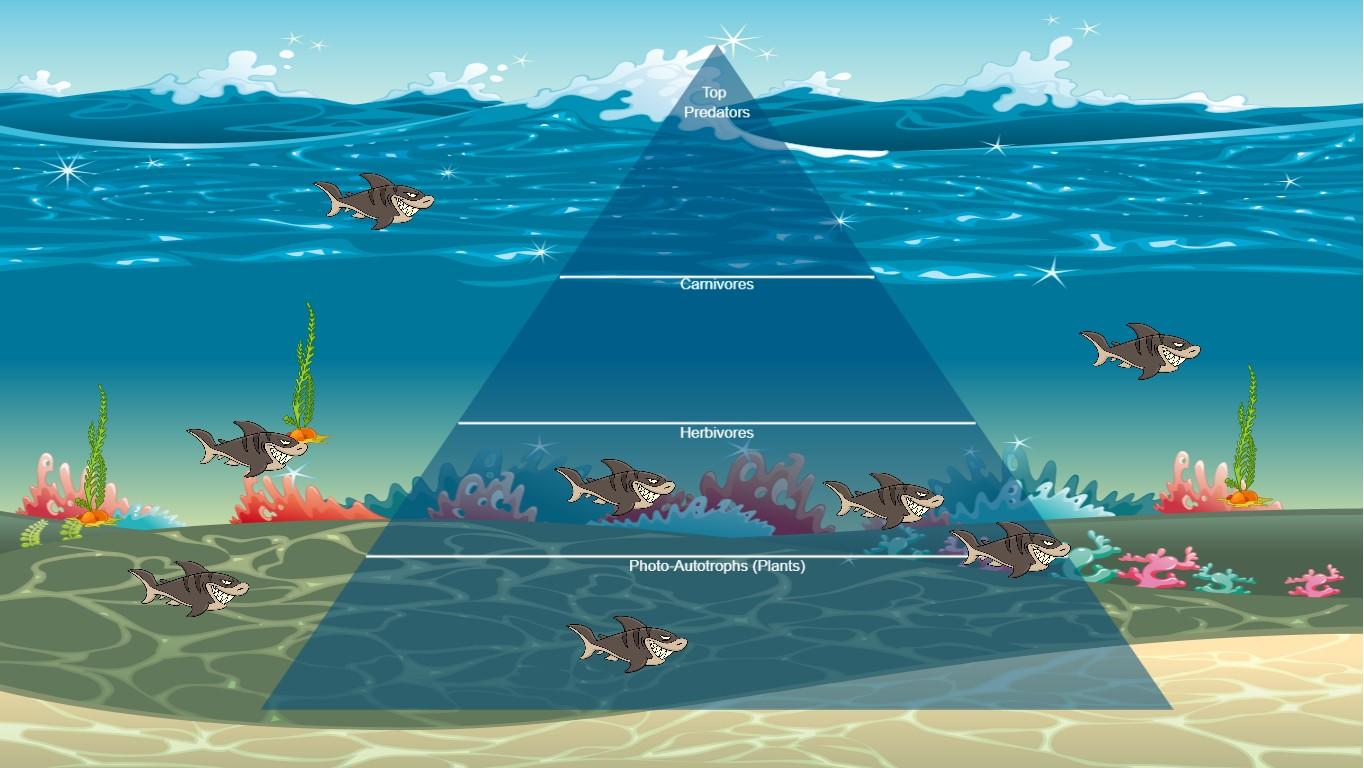 Ocean Ecological Pyramid