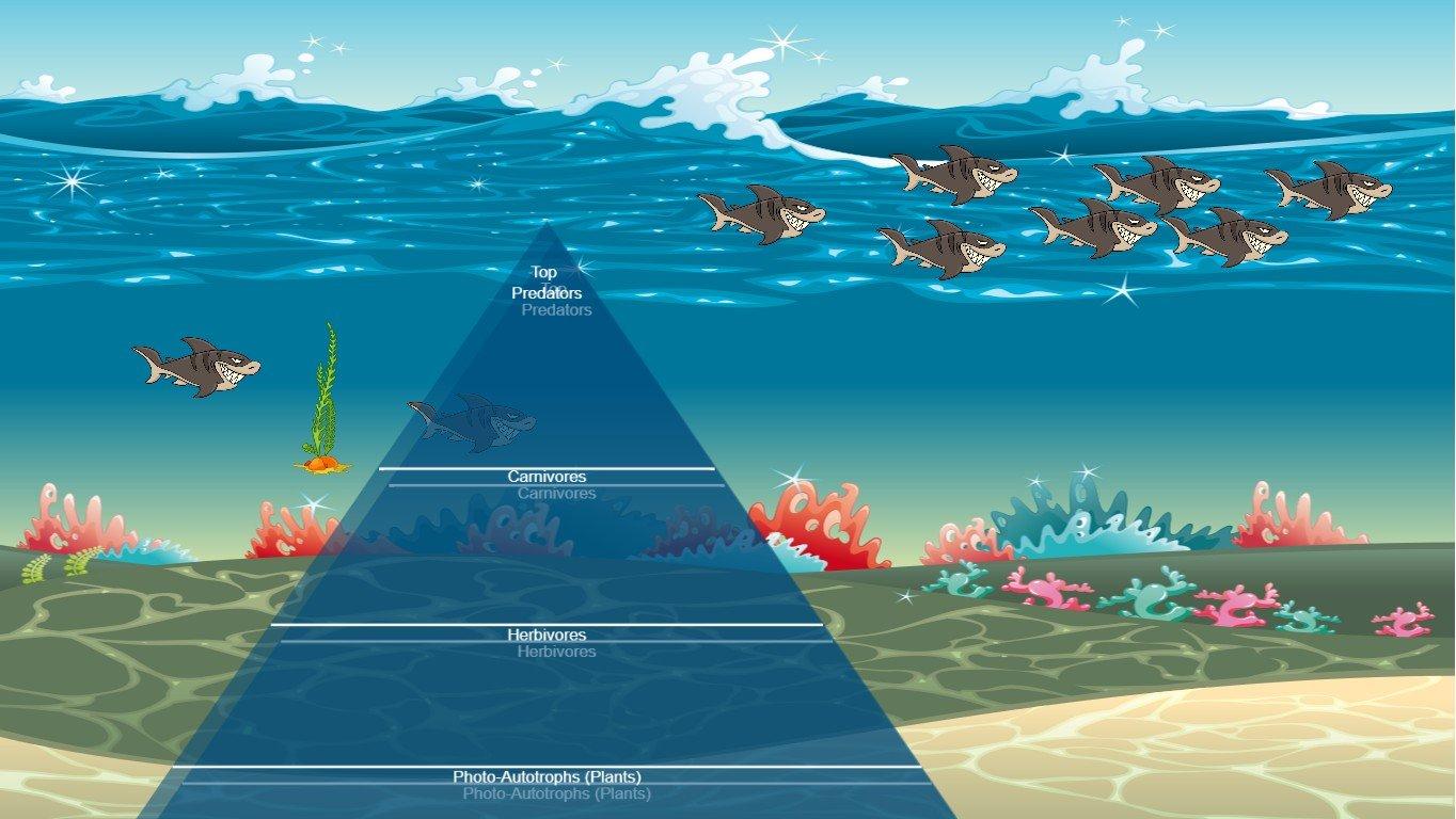 Ocean Ecological Pyramid