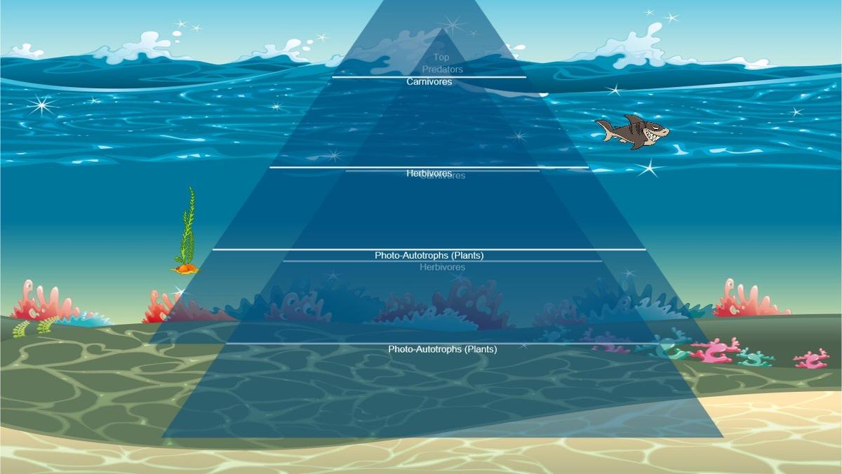 Ocean Ecological Pyramid