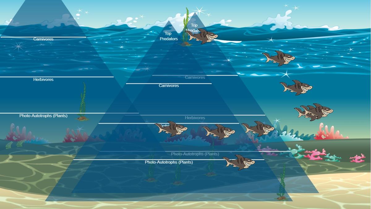 Ocean Ecological Pyramid