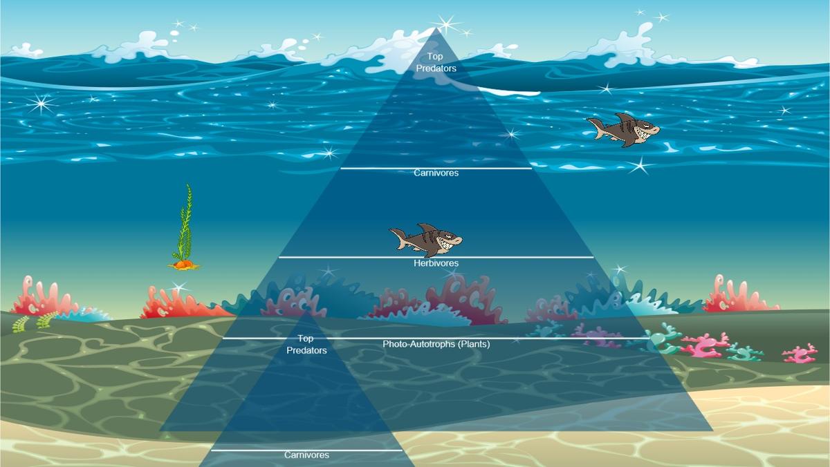 Ocean Ecological Pyramid