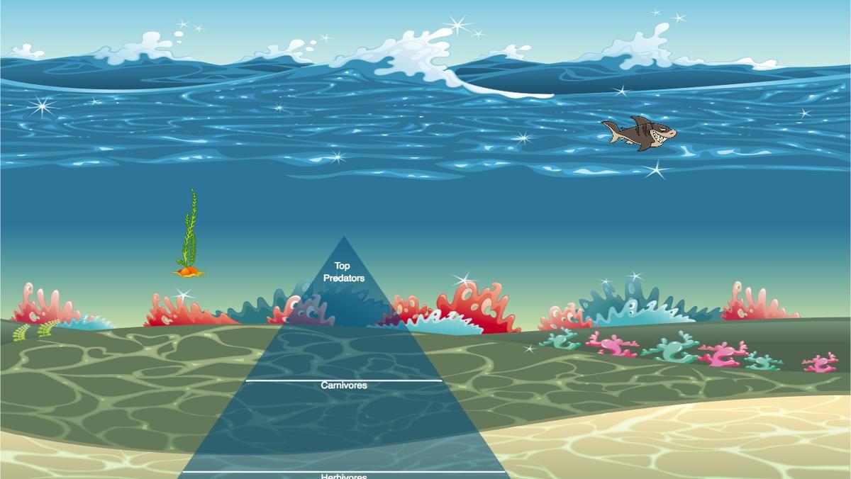 Ocean Ecological Pyramid