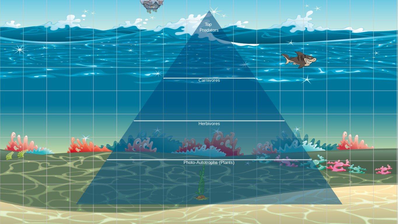 Ocean Ecological Pyramid