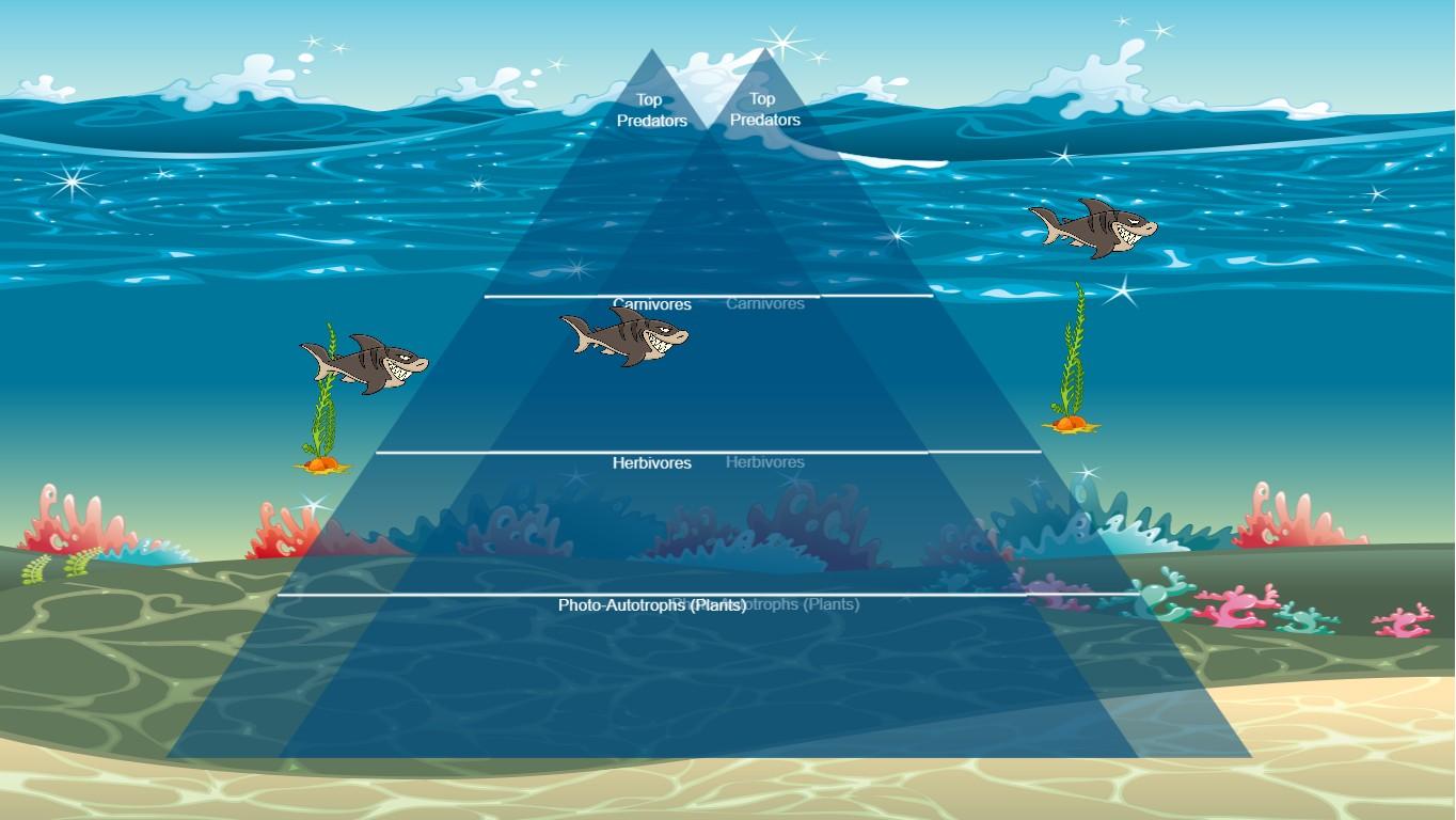 Ocean Ecological Pyramid