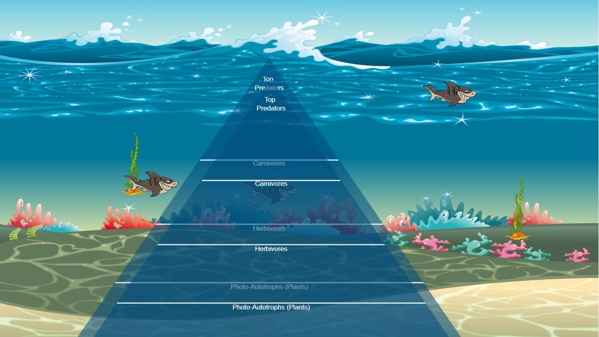 Ocean Ecological Pyramid