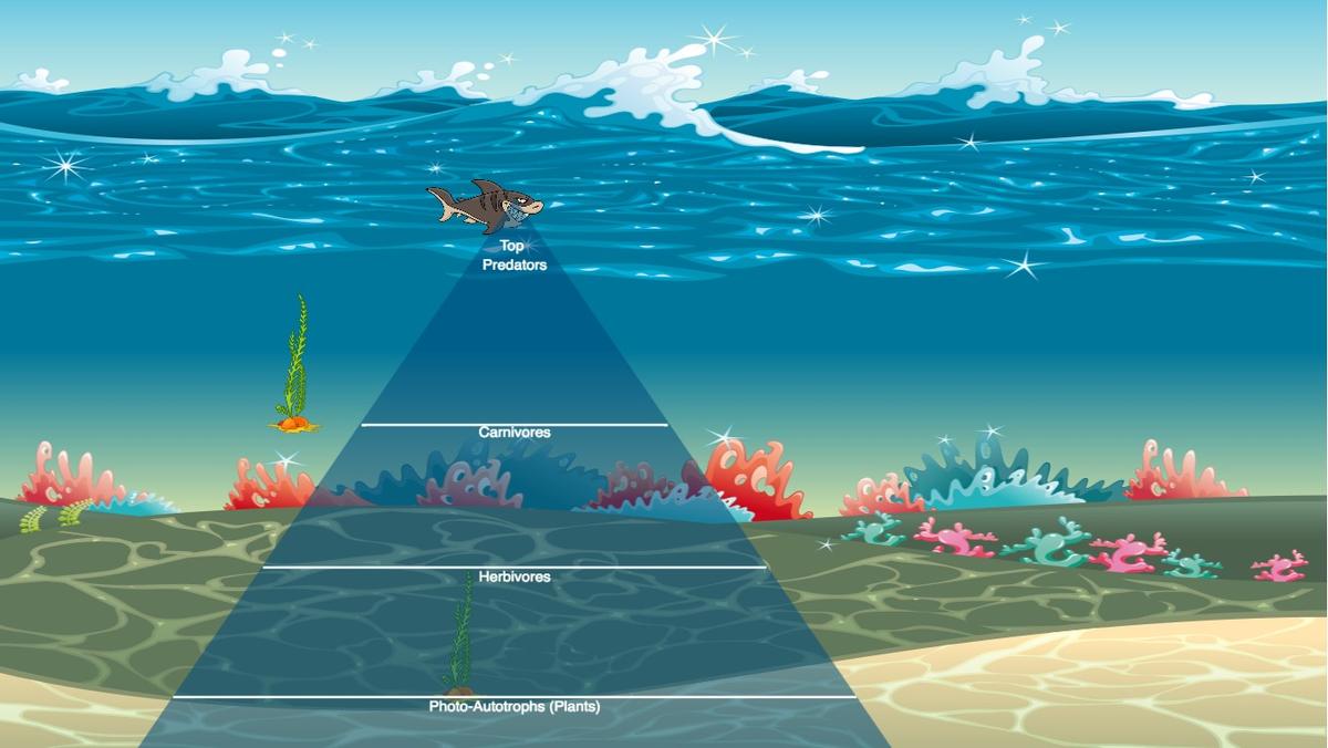 Ocean Ecological Pyramid