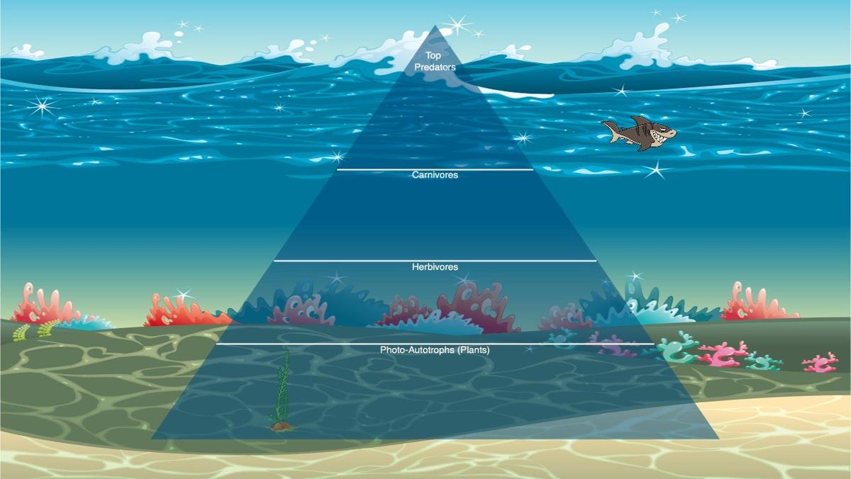 Ocean Ecological Pyramid