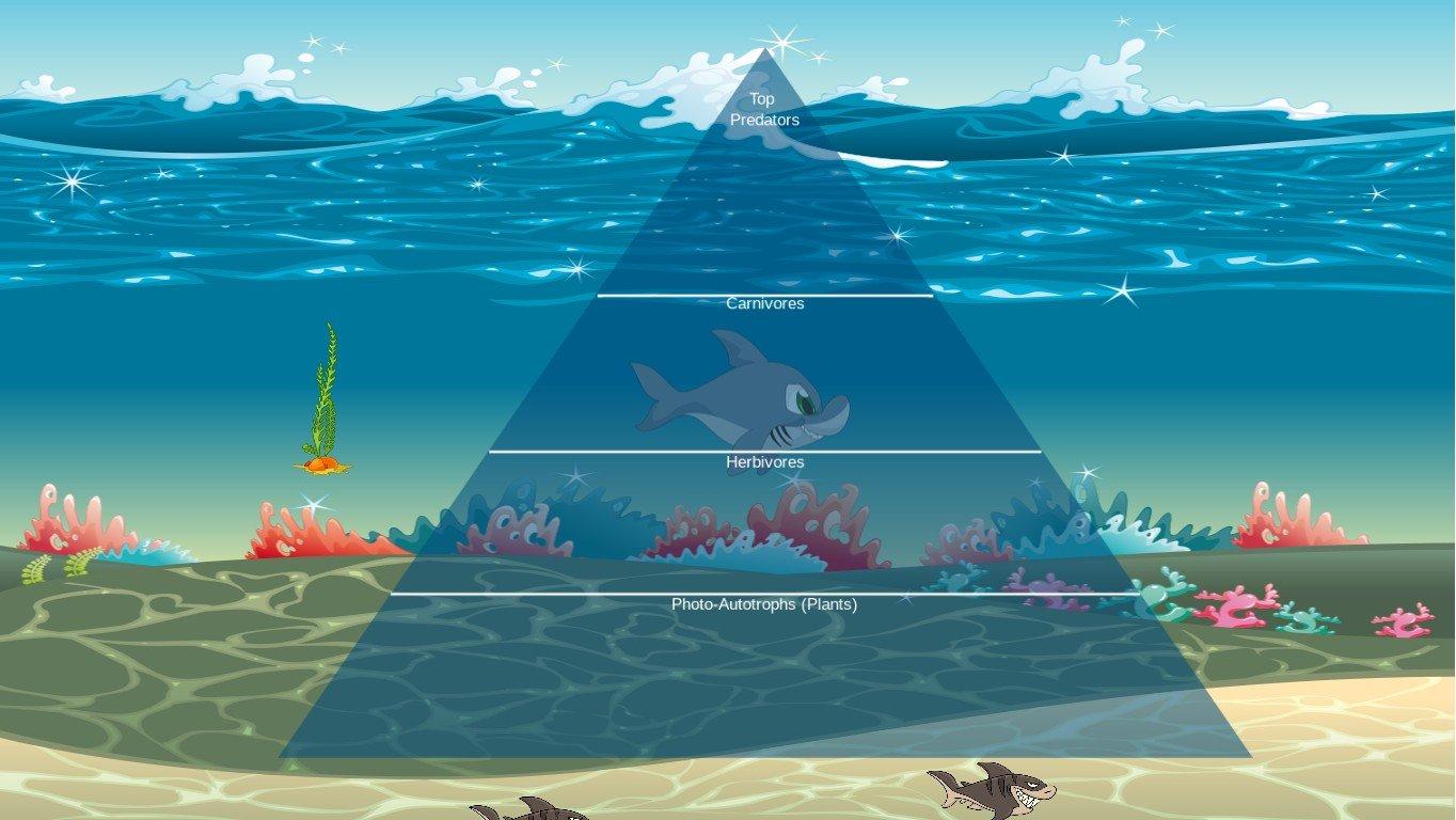 Ocean Ecological Pyramid Stromwasser