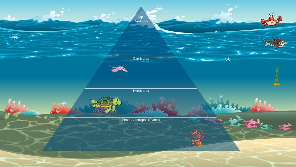 Ocean Ecological Pyramid Tadevosyan A