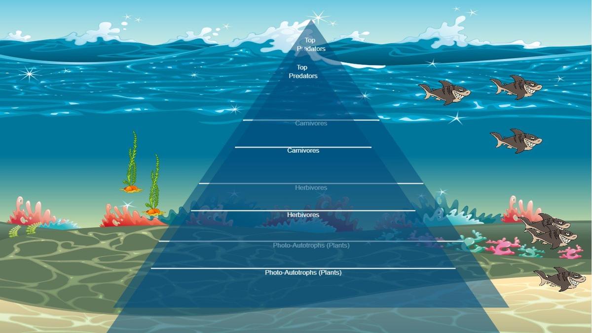 Ocean Ecological Pyramid